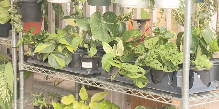 Tips for protecting your plants as first frost of the season approaches