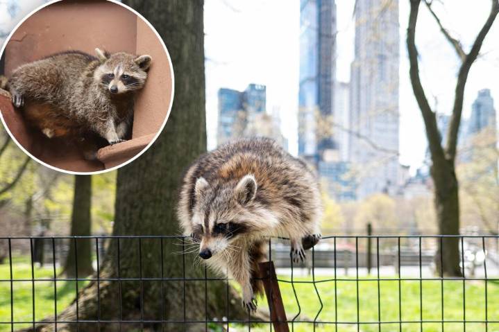 Raccoons are evolving to be as cute and cuddly as pets: study