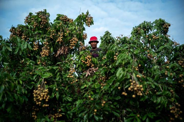 Leaving border camps for orchards, Myanmar refugees join Thai workforce