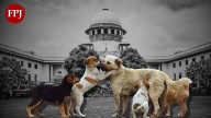 Indore News: Supreme Court Order About Stray Dogs Brings Hope For City