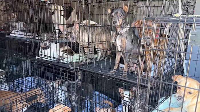 41 dogs rescued from overwhelmed Orange City owner