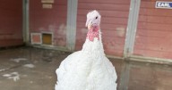 At this Santa Clarita animal sanctuary, the turkeys are for therapy, not food