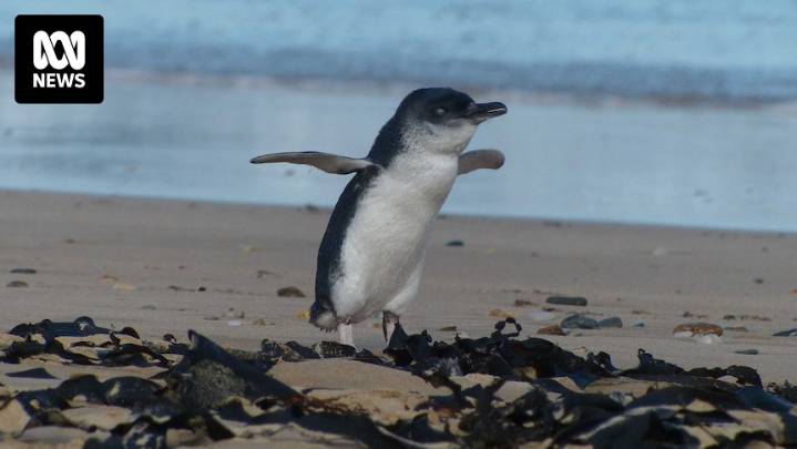 Little penguins re-establish breeding grounds on NSW far south coast