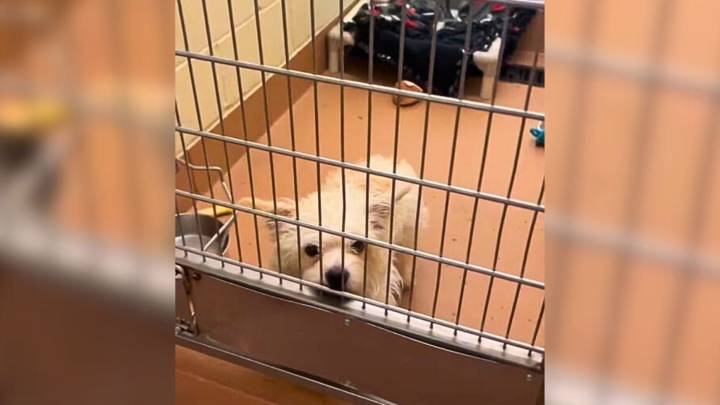 Washington Pup Samson Misses His First Chance At Adoption, But Fate Brings Him Home