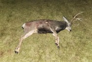 FWP seeks information on poached animals