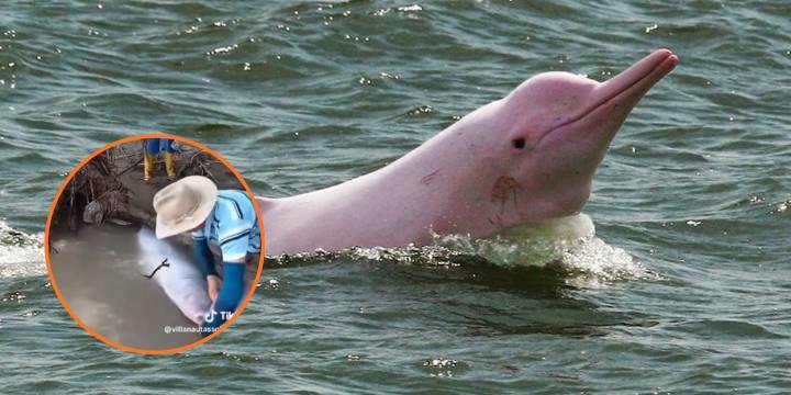En el río Arauca, un delfín rosado quedó atrapado: en video quedó cómo lo ayudaron