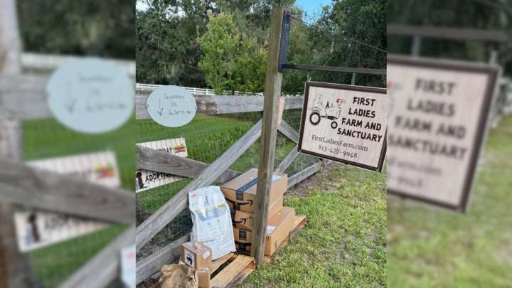 Florida Woman Was Surprised To Discover An Unexpected Passenger Hidden In A Cardboard Box