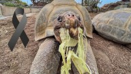 Fallece a los 141 años la histórica tortuga Gramma, símbolo del Zoológico de San Diego