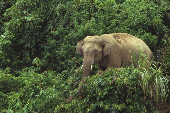 Researchers find evidence of elephant poaching in remote Bangladesh forest