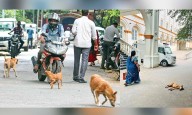 Chennai: When the pack rules public spaces, denizens live in fear