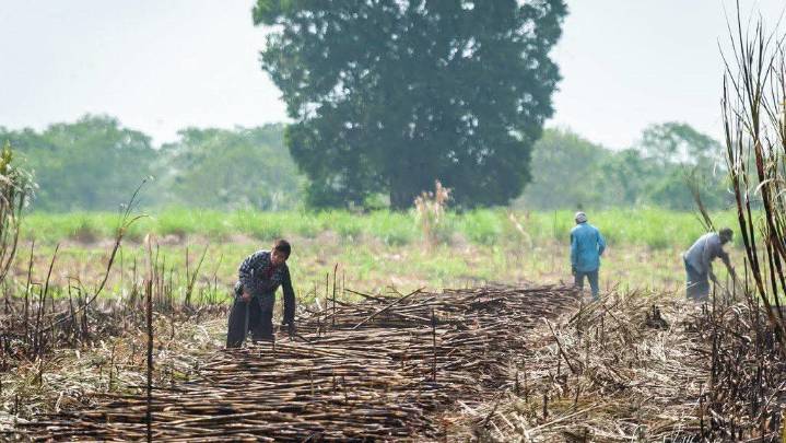 Cañeros de Quintana Roo celebran aumento del arancel al azúcar importada