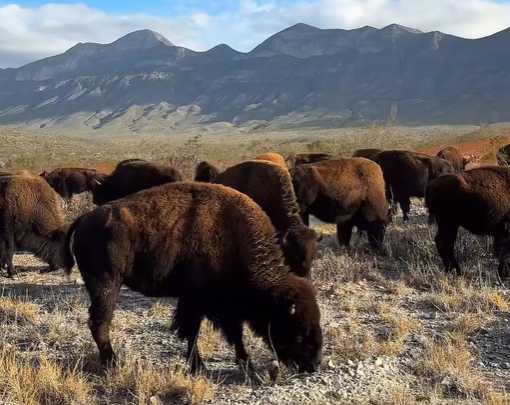 Regresan los bisontes a Cuatro Ciénegas, tras más de un siglo de ausencia