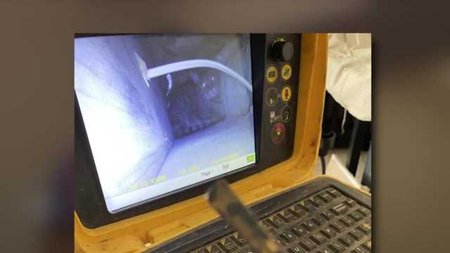 Cat survives after three weeks being stuck in a wall without food and water