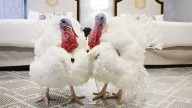 Turkeys receive presidential pardons ahead of Thanksgiving