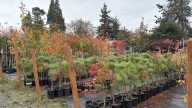 Eugene’s Urban Forestry Department plants street trees to reach city climate goals