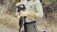 Rescatado en Colmenar Viejo un ejemplar joven de águila imperial herida