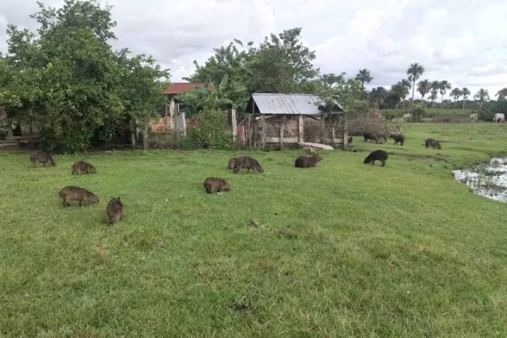 Alerta sanitaria en Paz de Ariporo por muerte de chigüiros, investigan enfermedad transmitida por garrapatas