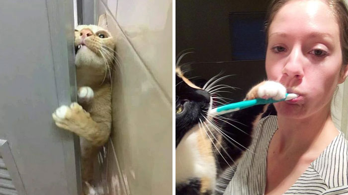 40 Cats Shamelessly Disrespecting People’s Personal Space