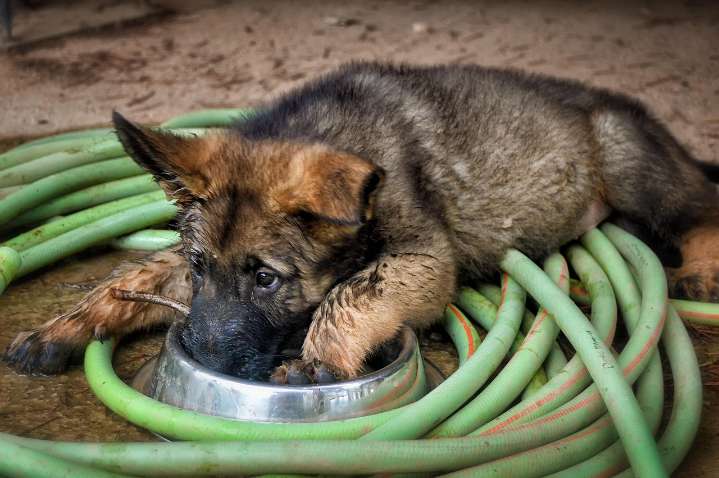 Ultimate German Shepherd Puppy Shopping List: Checklist of 24 Must