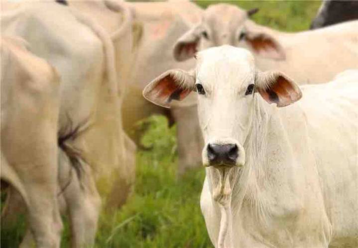 Última innovación en México indicada para prevenir y tratar el gusano barrenador