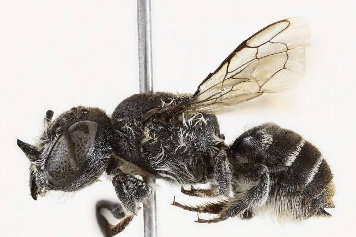 New 'Lucifer' Bee Species Has Females with Devil