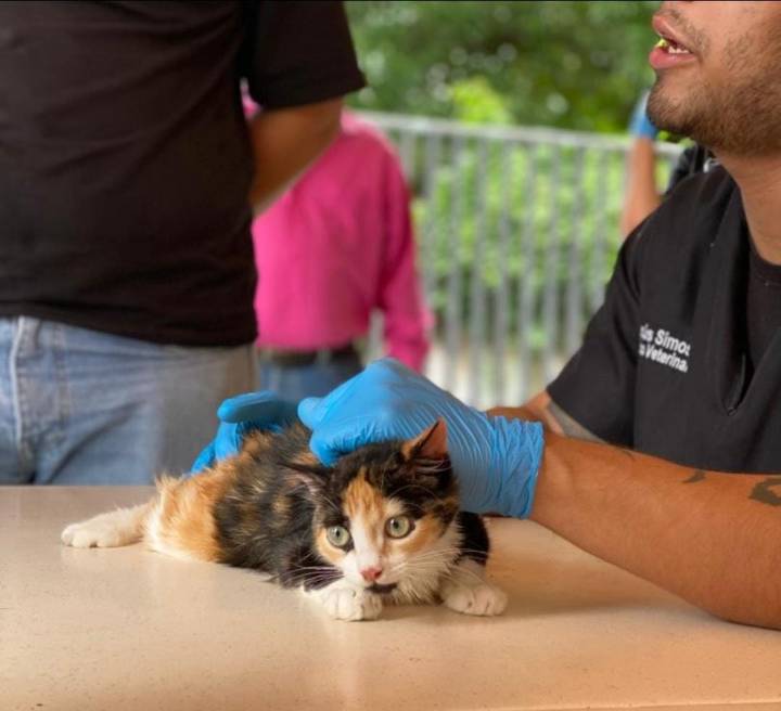 Más de 50 perritos y gatos recibieron atención veterinaria gratuita