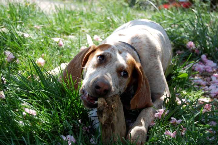 11 Best Raw Dog Food Brands for American English Coonhounds