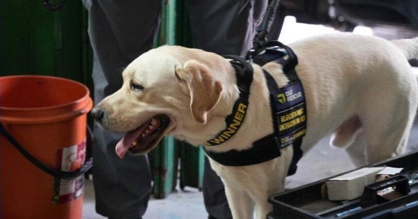 New Halton police dog will help sniff out USB sticks