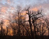 Spooky trees are full of life