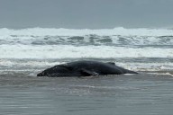 Outrage as Young Whale Dies After Being Beached by Fishing Line in Viral Video