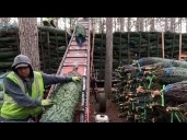 Why tariffs might make real Christmas trees more attractive this year