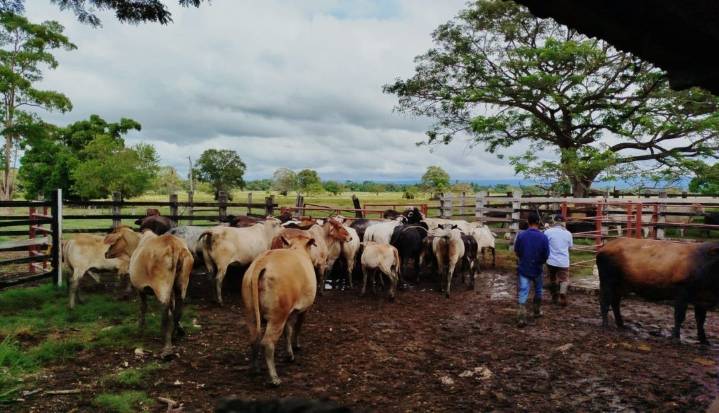 Avanza ciclo II de vacunación contra fiebre aftosa: 19% del hato nacional ya inmunizado