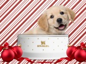 Stanley’s new holiday pet bowls are what my dogs want for Christmas