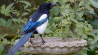 Create A Unique Bird Bath That Lasts For Years To Come With This Customizable DIY