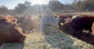Local rancher warns importing beef could hurt U.S. producers