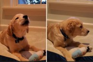 Golden Retriever Mimicking Kid’s Toy Sounds Wins Pet of the Week