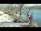 With goat landscaping done, volunteers plant trees at Antrim Park
