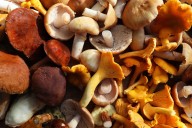 Mid-Atlantic mushroom foragers collect 160 species for food, medicine, art and science