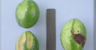 Sunblotch disease resurfaces in South Florida avocado trees