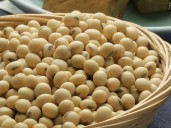 USDA data casts doubt on China’s soybean purchase promises touted by Trump