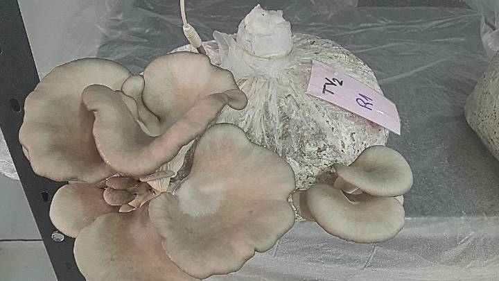 INTA Mendoza cultiva hongos que pueden reemplazar a la carne y se alimentan con residuos de la vid