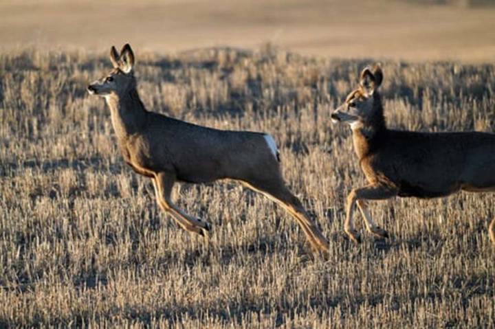 Hunters urged to help monitor zombie deer disease and bovine tuberculosis