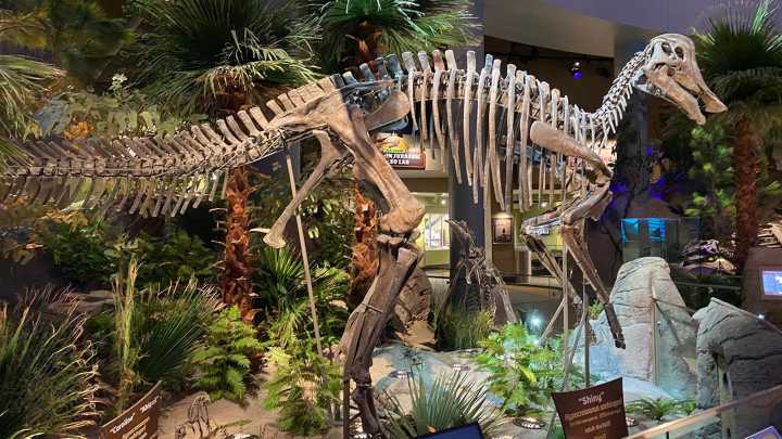 Paleontologists Think They've Figured Out A Way To Determine A Dinosaur's Gender