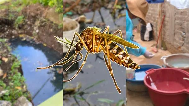 Salud Sonora exhorta a evitar criaderos de dengue en hogares