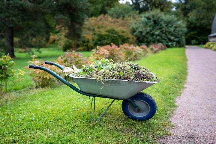 The Simplest Thing You Can Do Right Now for Healthier Perennials Next Spring