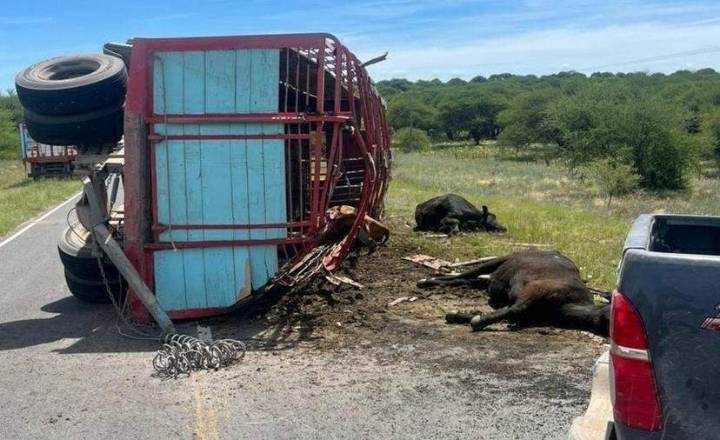 Volcó un acoplado en el paraje La Araña y murieron tres vacas