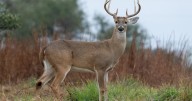 8-point deer illegally killed in Pennsylvania, Game Commission says