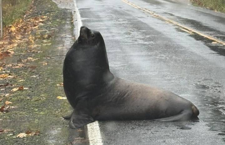 Sea lion blocks roadway in Cosmopolis