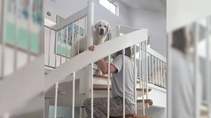 Florida Family Records The Moment Golden Retrievers Conquer Their Fear With A Touch Of Creativity