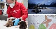 AROUND ALASKA: Otter Rescue, Snowmaking Prep, and Art Contest!